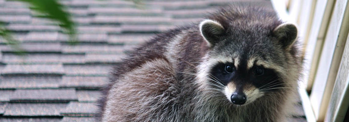 racoon_roof