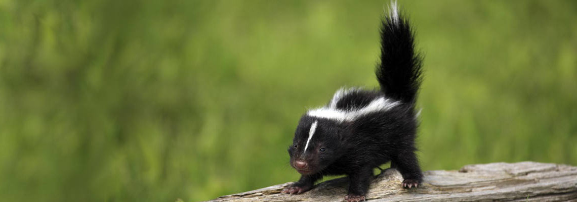 skunk