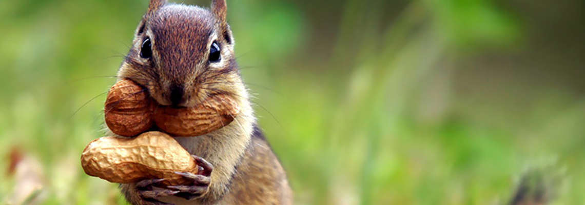 chipmunk